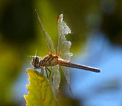 [A side view of a dragonfly perched on a leaf. The outer half of one front wing is missing as are huge chunks of the opposite back wing.]